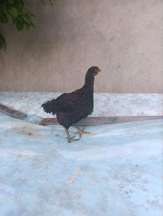 Jessiy jojalar sotiladi
