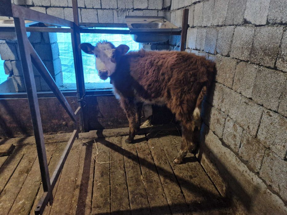 Тоқал ұрғашы бұзау сатылады