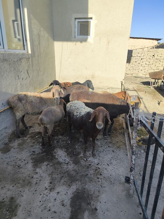 Qazoqi quylar sotiladi