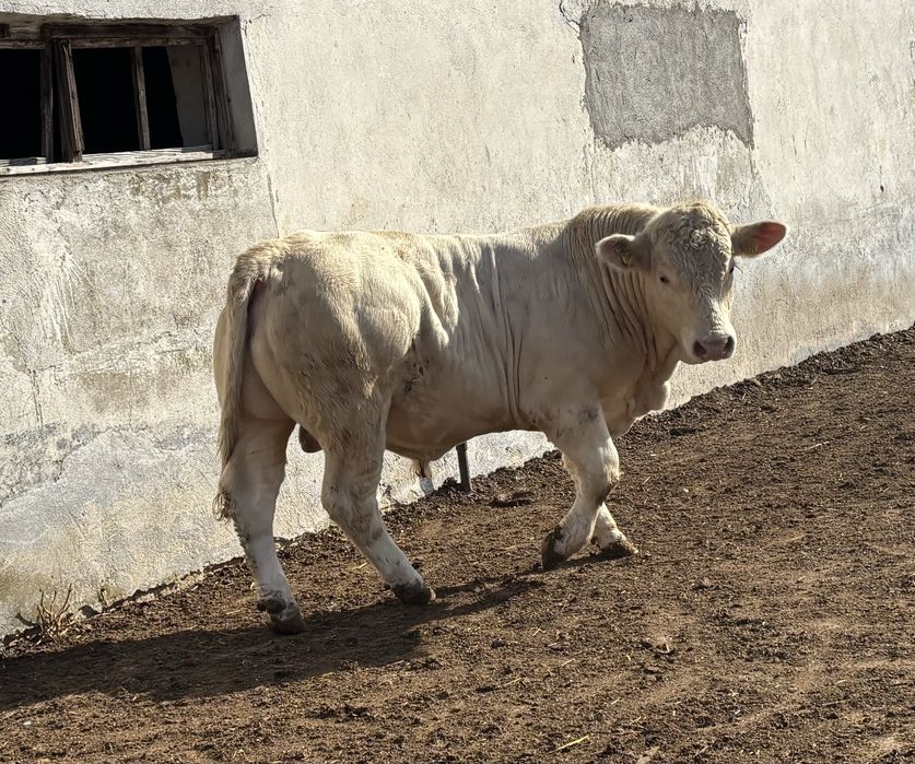 taurasi de reproductie charolaise