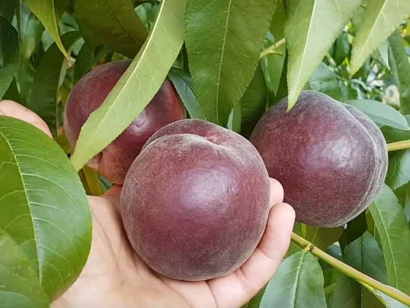 Персики плодоносящие. Персики-крупномеры Алматы и область