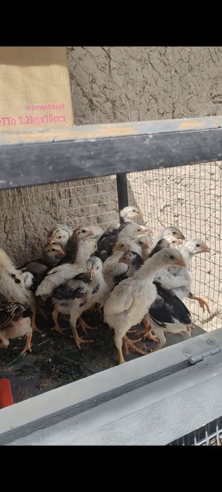 Продам кур о шамо
