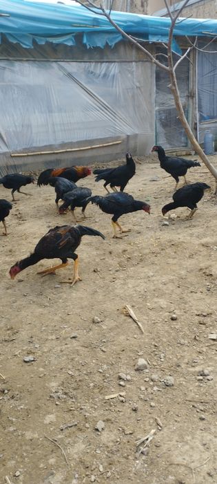 Бойцовые курицы Макиёнлар сотилади