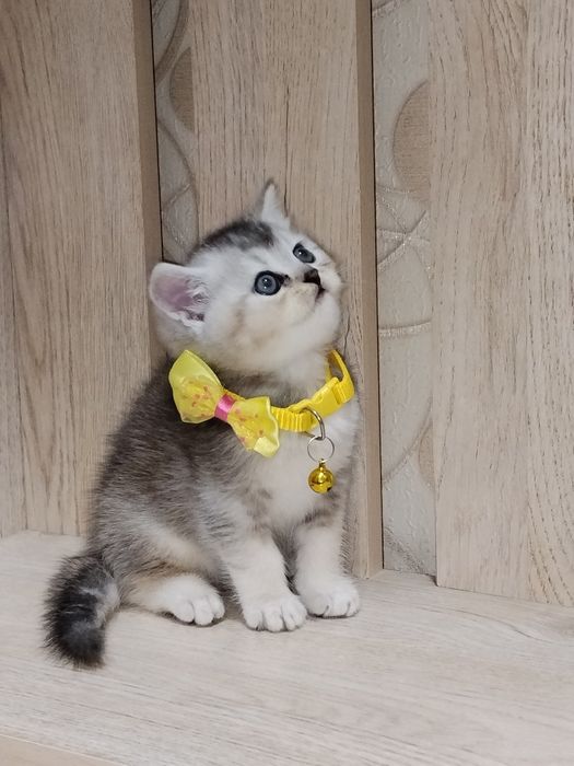 Скоттиш страйт продажа