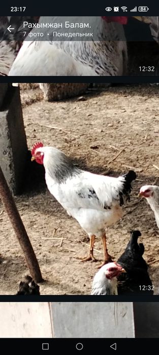 Әтештер сатылады. 11— айлық.