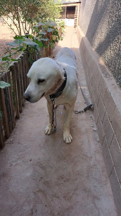 Алабай кучик 2 ёш