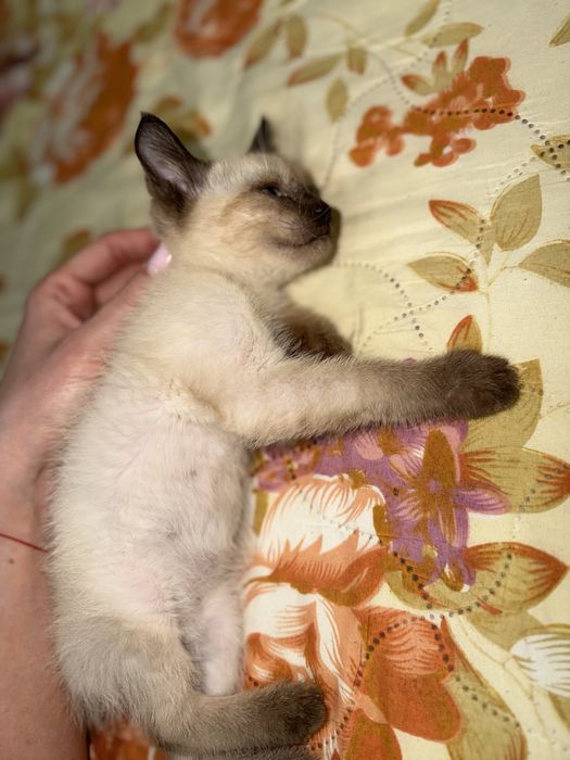 Котенок мальчик
