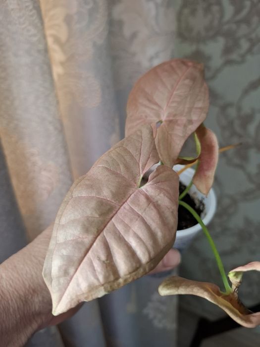 Покормите хомяка, цены в копилочку