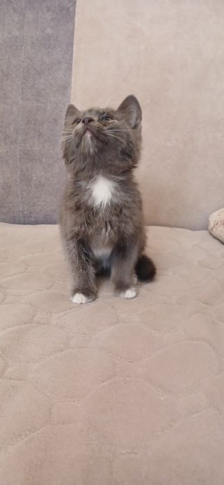 Отдам котёнка в добрые руки