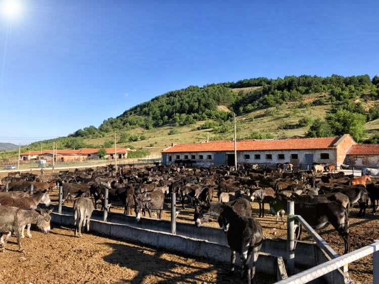 Продавам Магарешко Мляко