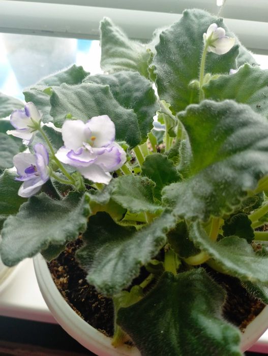 сентполия- кичеста теменужка