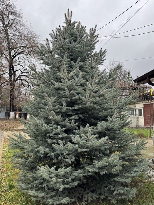 Brad natural argintiu 4 metri Iasi