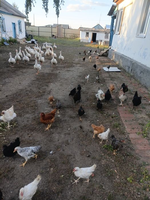 Продам цыплёнки разных породы