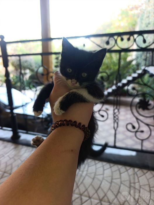 Отдаём котят в хорошие руки