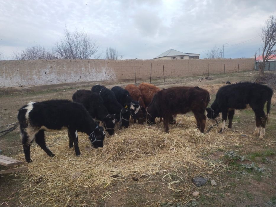 8 бас ургашы бузаулар сатылады.