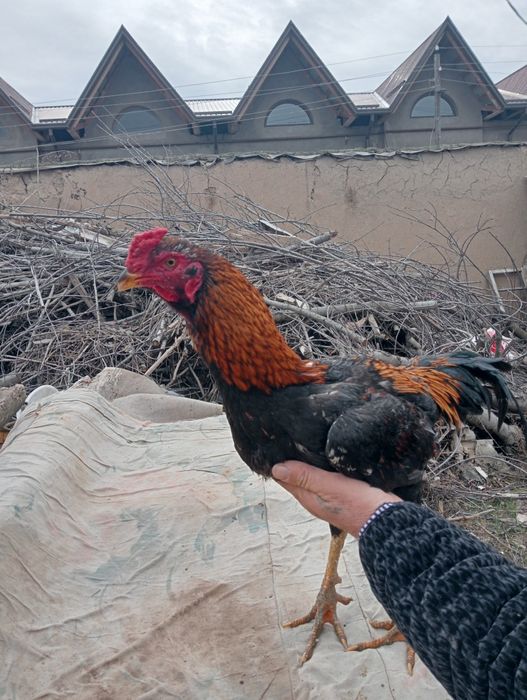 Dakan xo'roz sotiladi