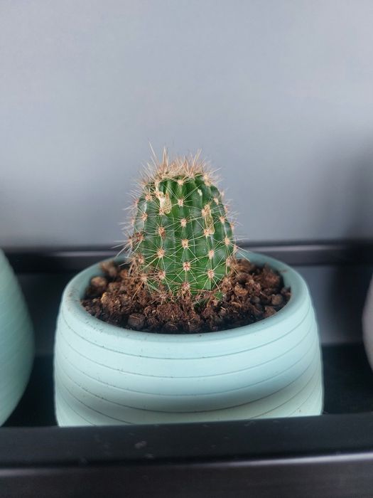 Малки кактуси (Echinopsis) лично предаване София Хиподрума