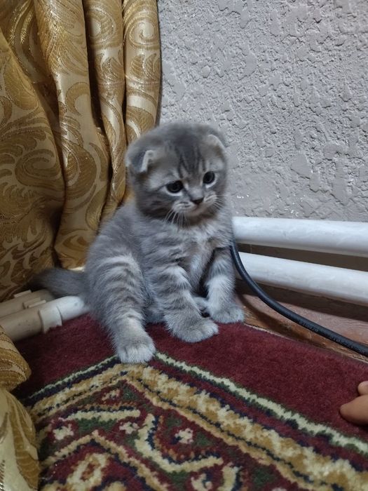 Котята вислоухие