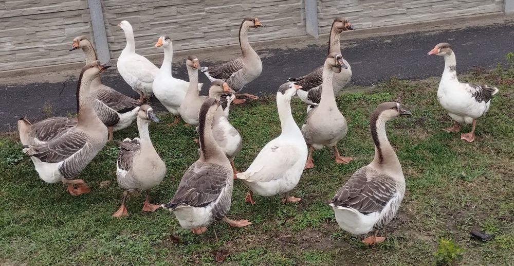 Vând gâște de un an.