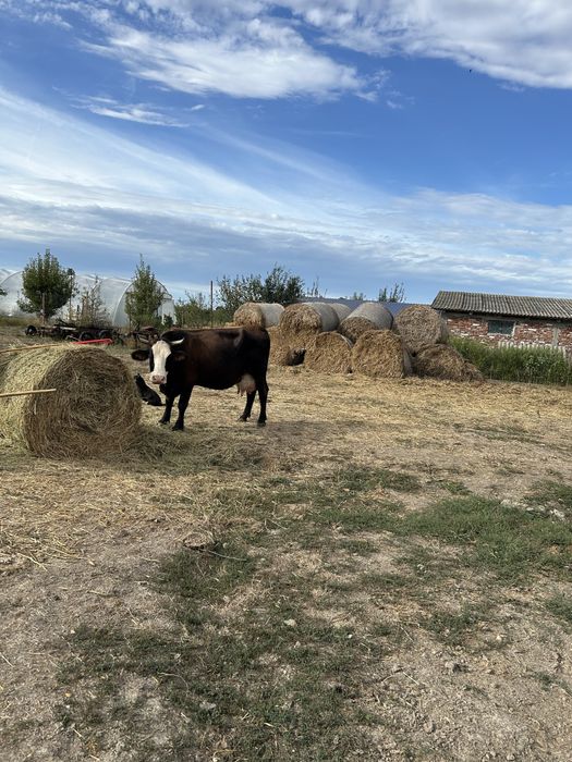 Vand doua vaci bune de lapte