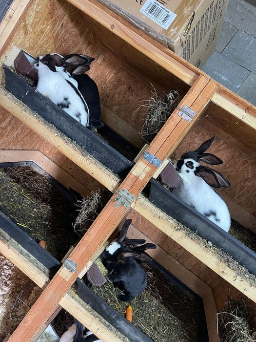 Fluturas German Urias