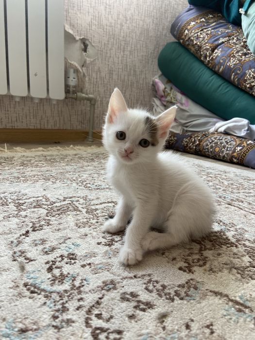 Отдам котят в добрые руки