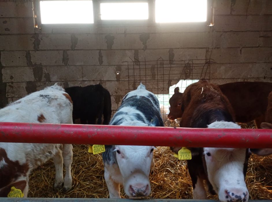 Vand 30 vitei Belgieni si Baltati