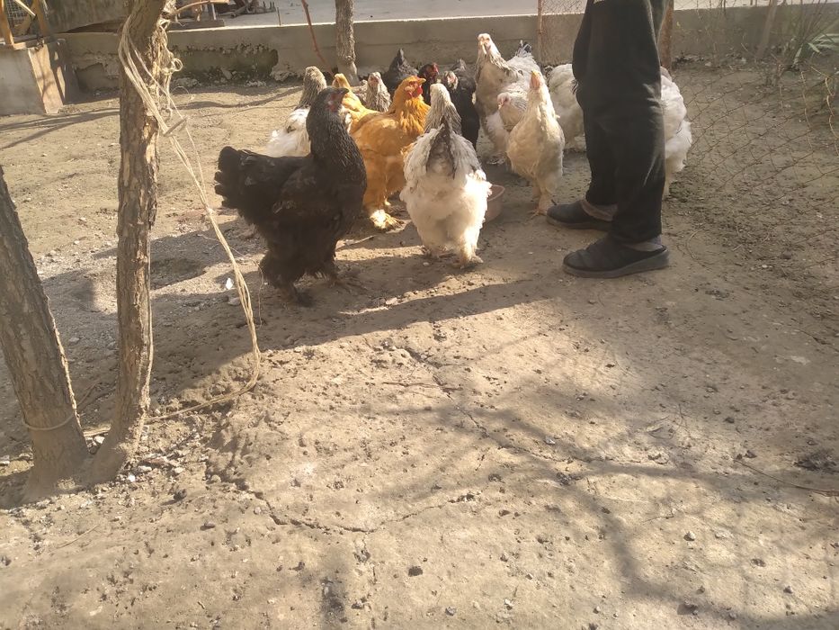 Брама товуклар сотилади