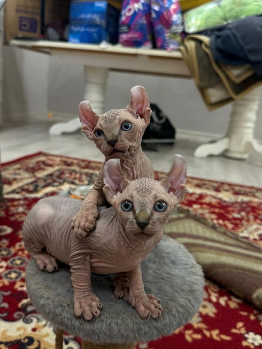 Продажа котят Сфинкс Эльф