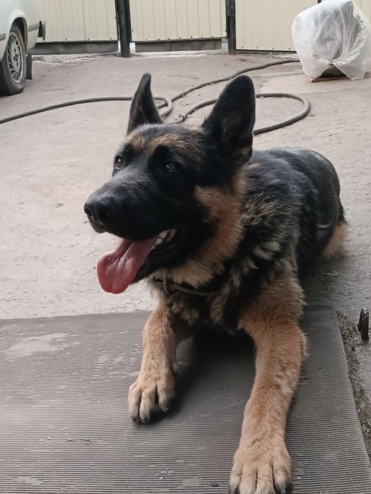 Вязка кобель немец