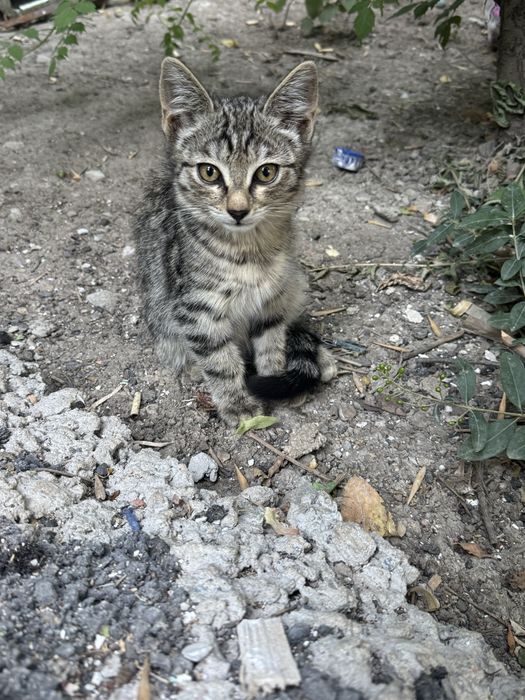 Котенок в добрые руки