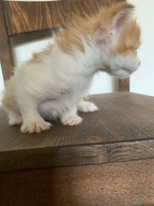 малышки мейнкун (девочки ) с родословными