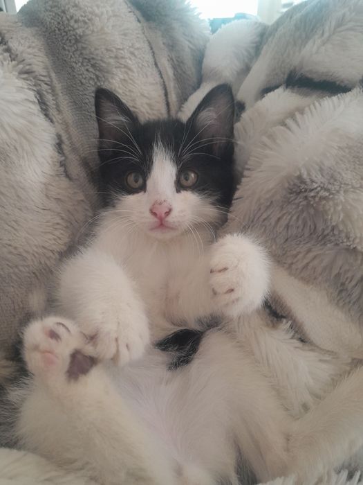 Одам. Катенка хороший руки