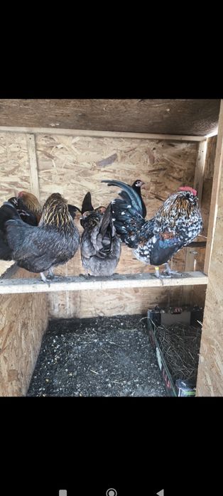 15 oua incubat pentru luni sau marti