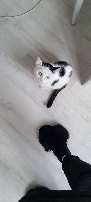 Котята бесплатно