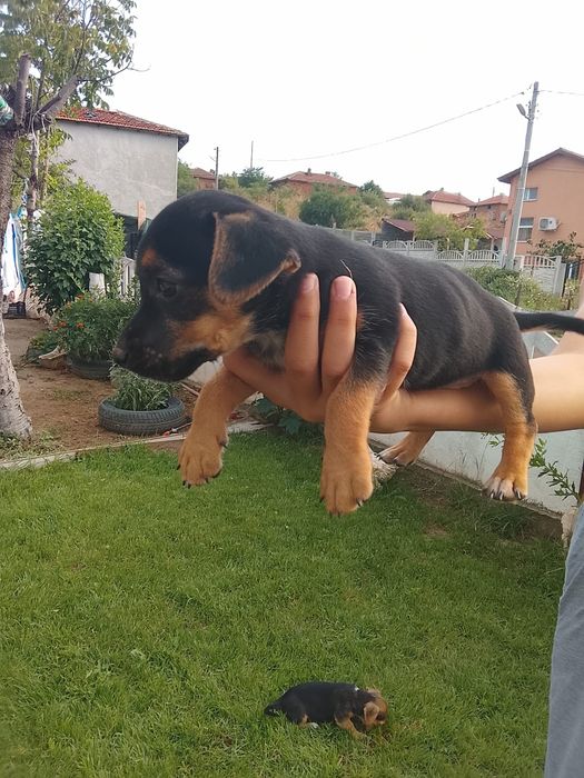 Продавам Джак ръселчета