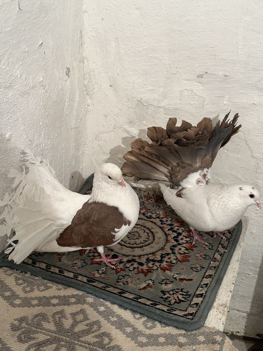 Продаются Два Самца Павлин Голуби