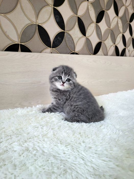 Вислоушки нежные плюшки