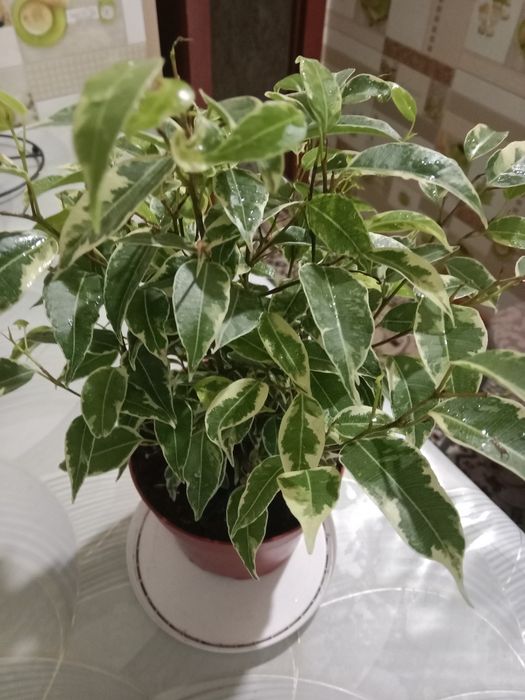 Фикус Бенджамин сорт Кинки