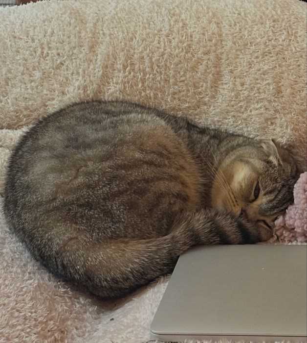 Британско клепоухо коте на 3г.