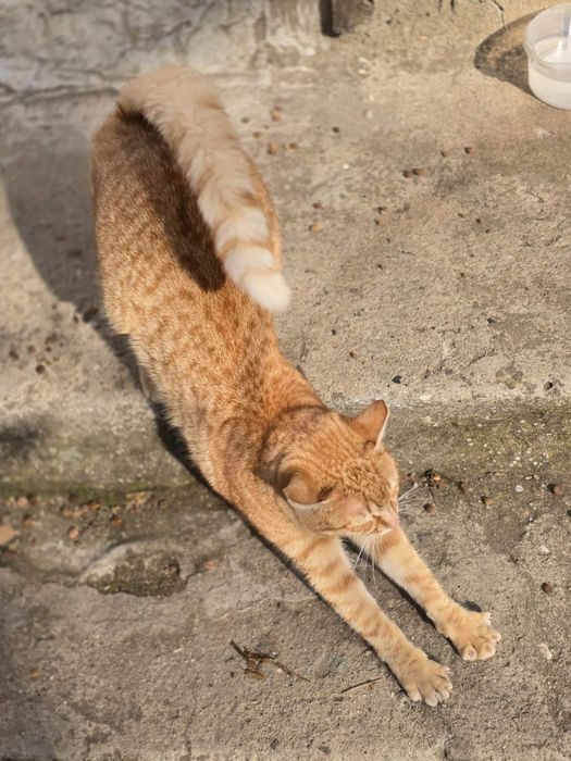 Подаряват се котета