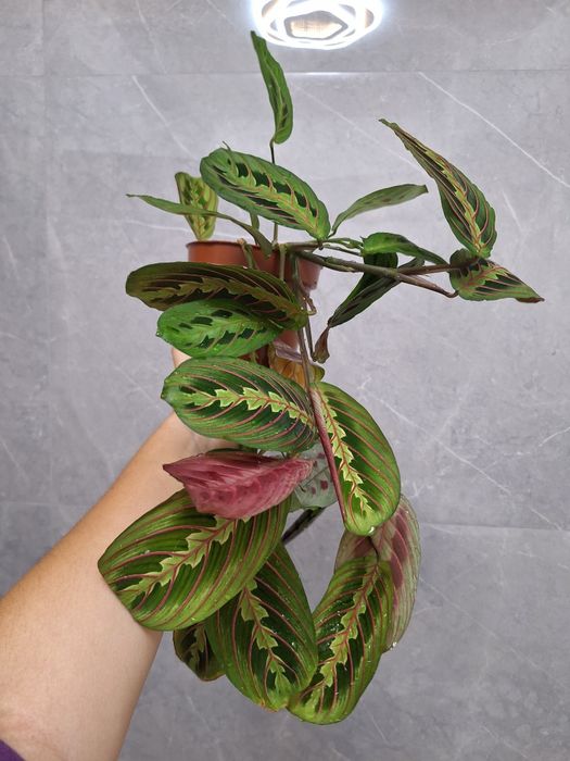 Maranta leuconeura
