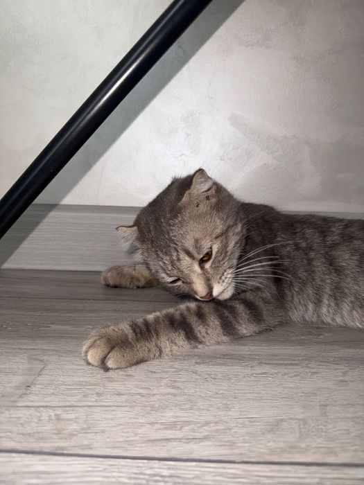 Шотландская вислоухая кошка