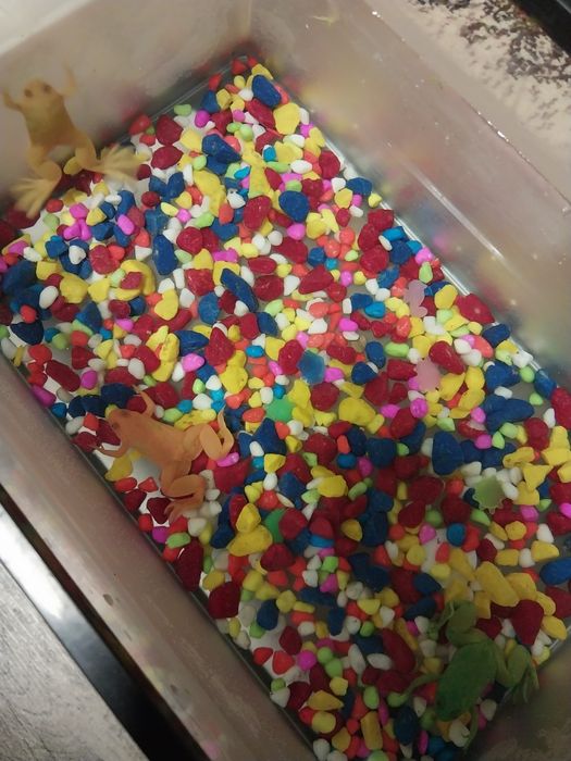 Лягушки цветные аквариумные