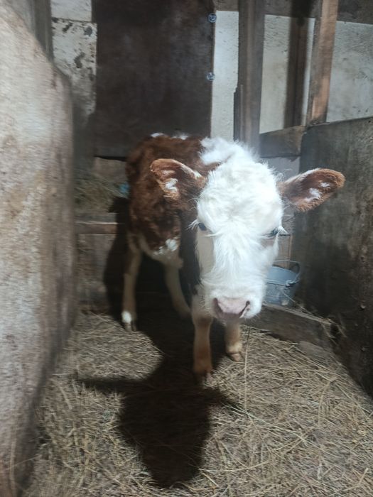 Телёнок телочка!