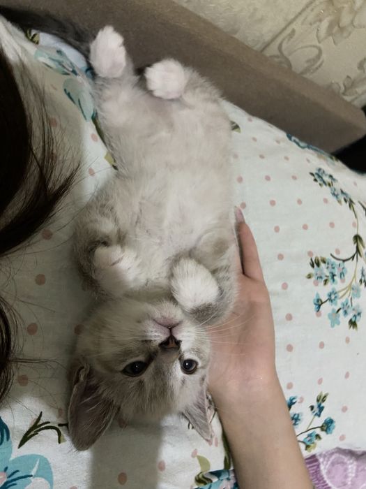 котенок 2 месяца