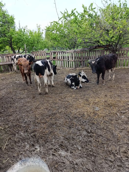 Продам хороших бычков