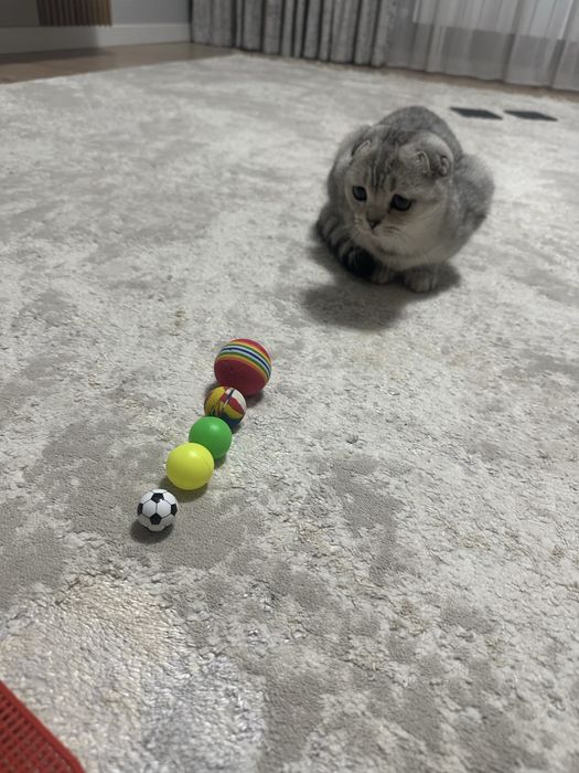 Шотландская вислоухая кошка