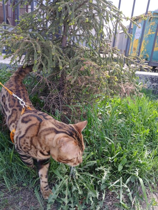 Бенгальский  продам