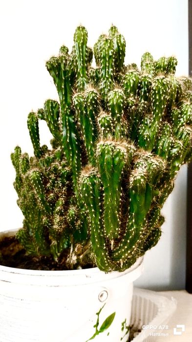 Продам большой кактус